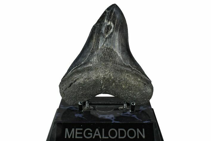 Fossil Megalodon Tooth - South Carolina #375815